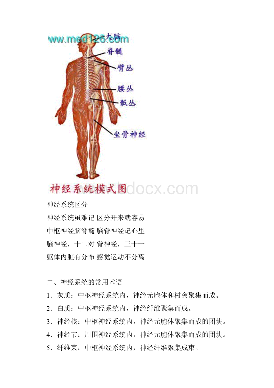 整理第8章神经系统.docx_第2页