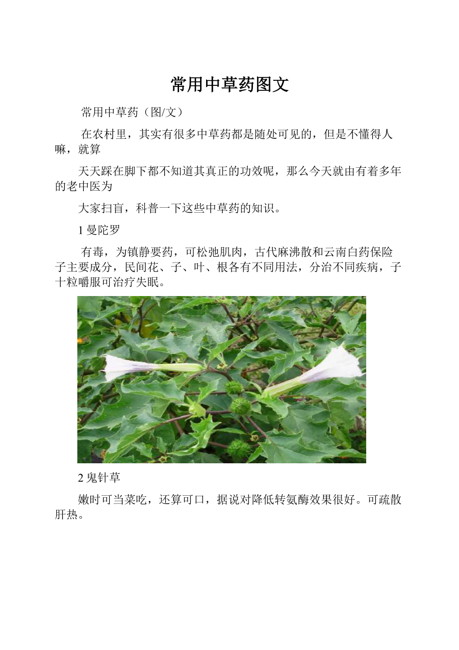 常用中草药图文.docx