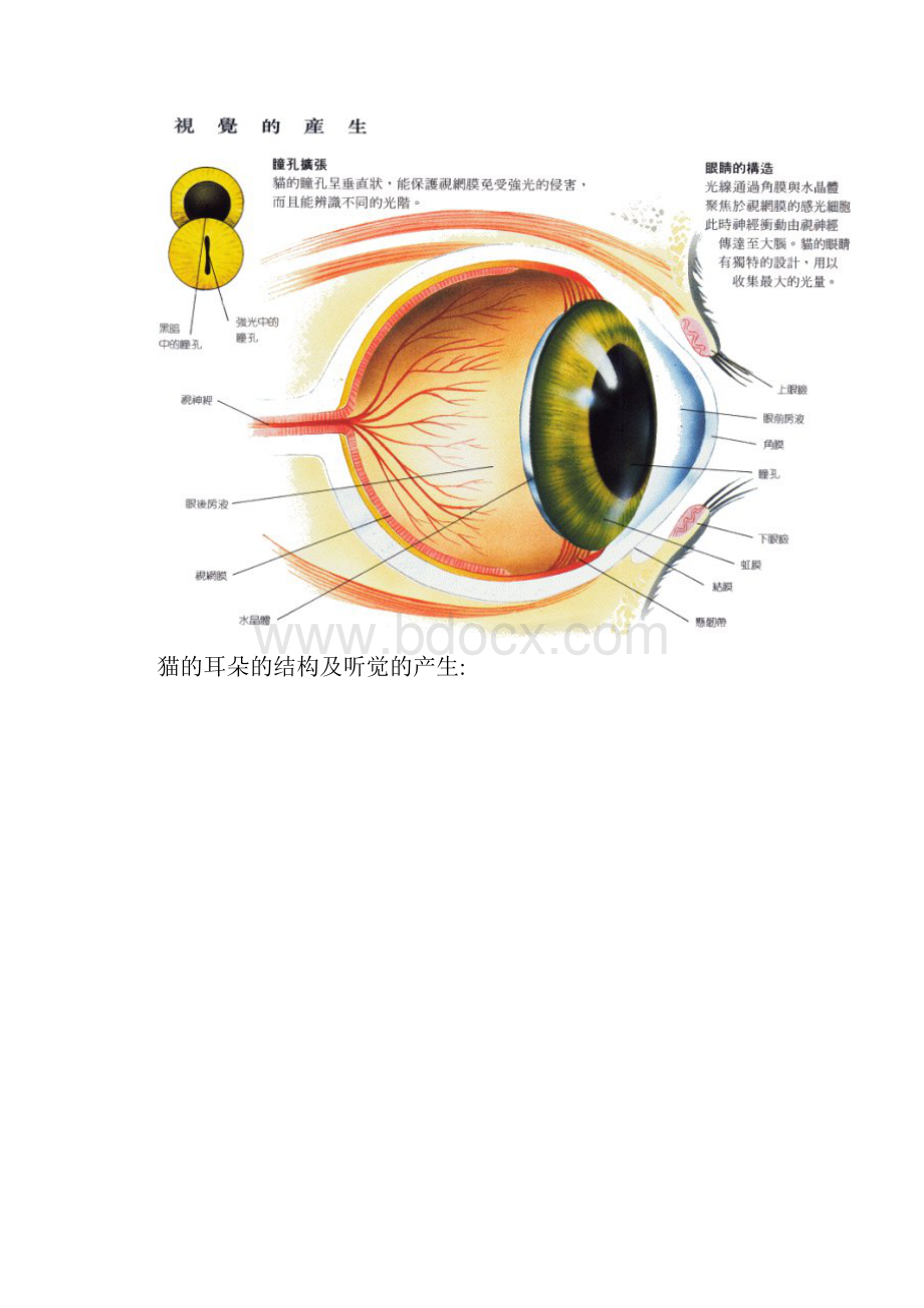 猫的解剖结构和生理习性.docx_第2页