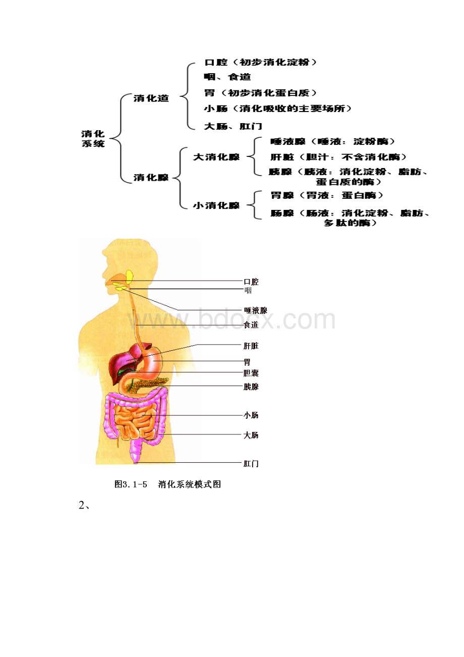 七年级生物下册知识点汇总.docx_第3页