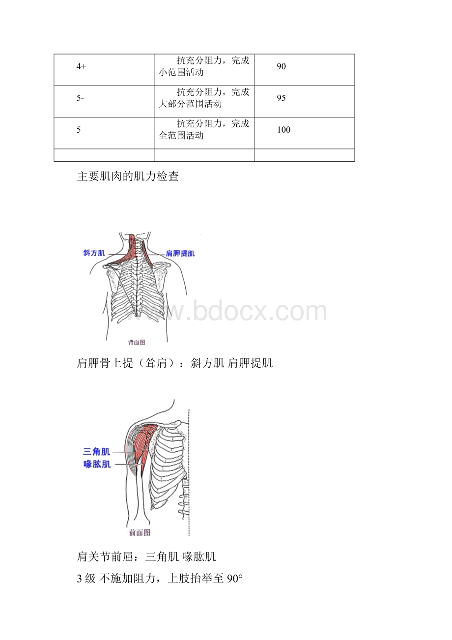 徒手肌力检查.docx_第2页