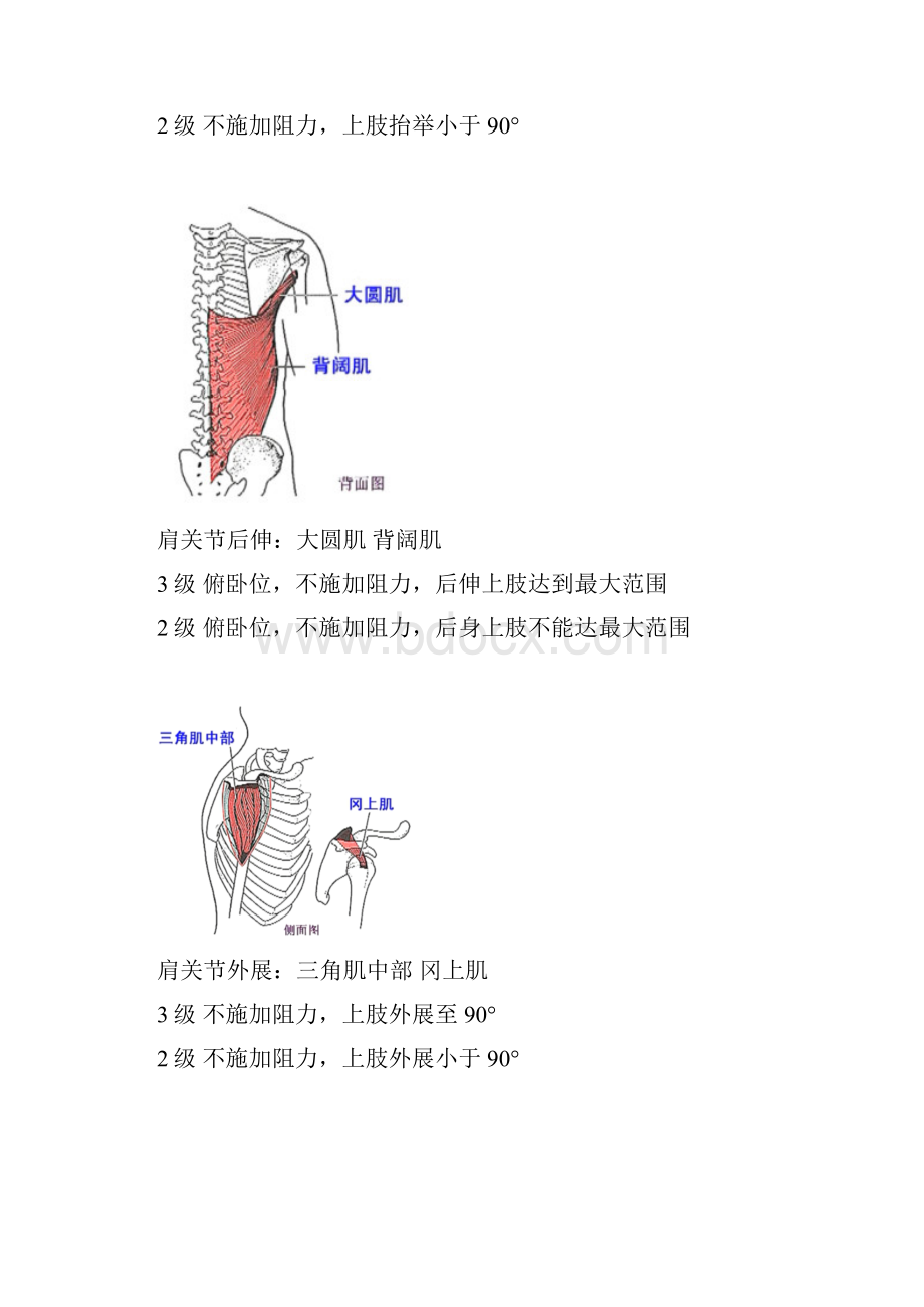 徒手肌力检查.docx_第3页