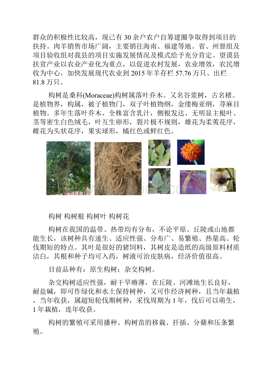 构树扶贫工程试点方案.docx_第3页