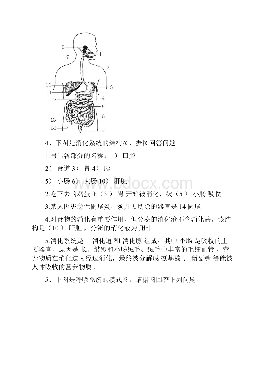 人教版七年级下册生物图片题含答案.docx_第3页