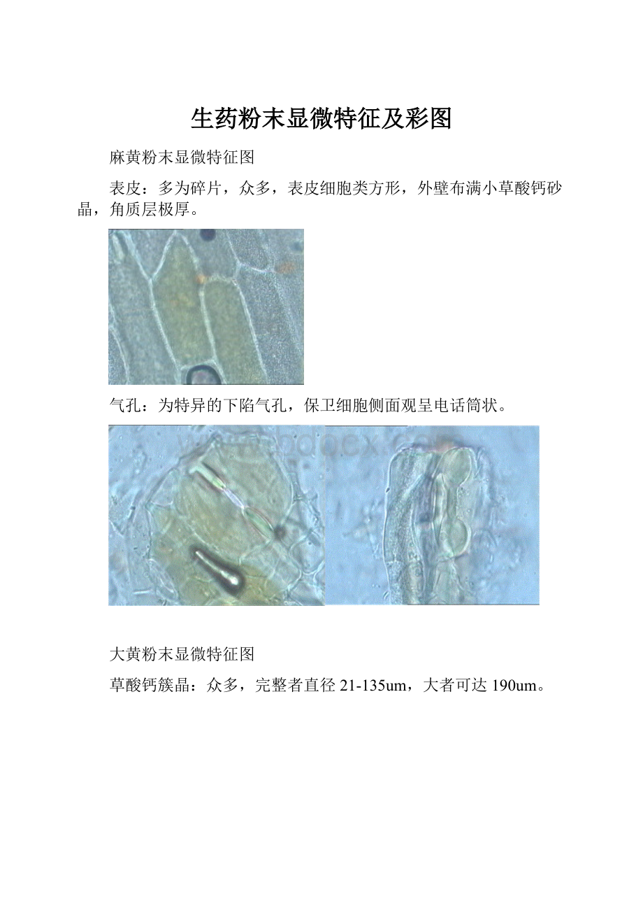 生药粉末显微特征及彩图.docx