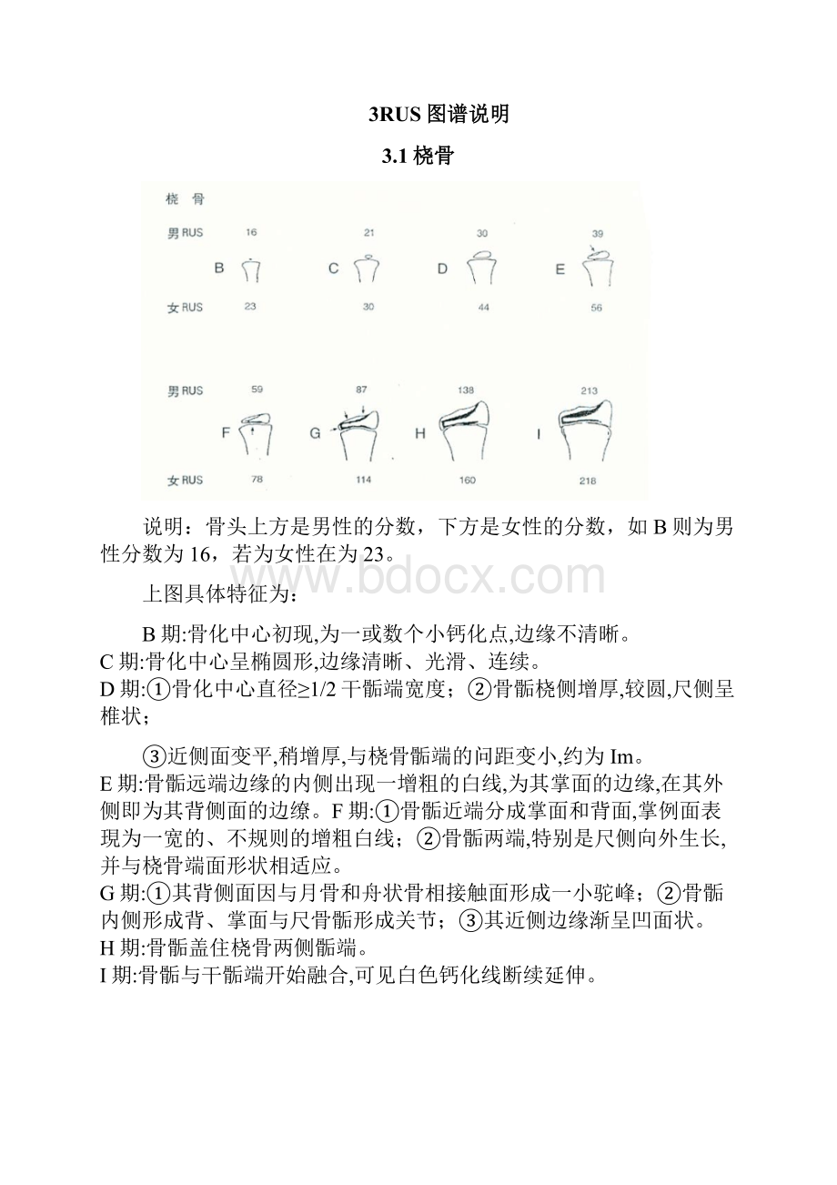 TW3骨龄评分法解释.docx_第3页