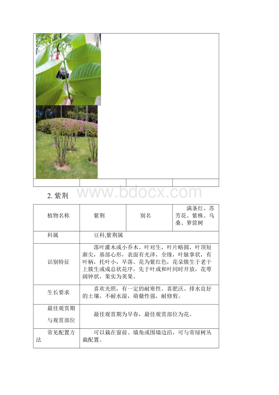 北方常见灌木.docx_第2页