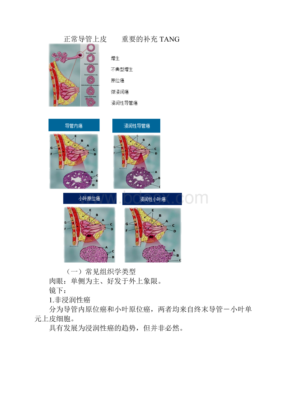 病理学乳腺及生殖系统疾病.docx_第3页