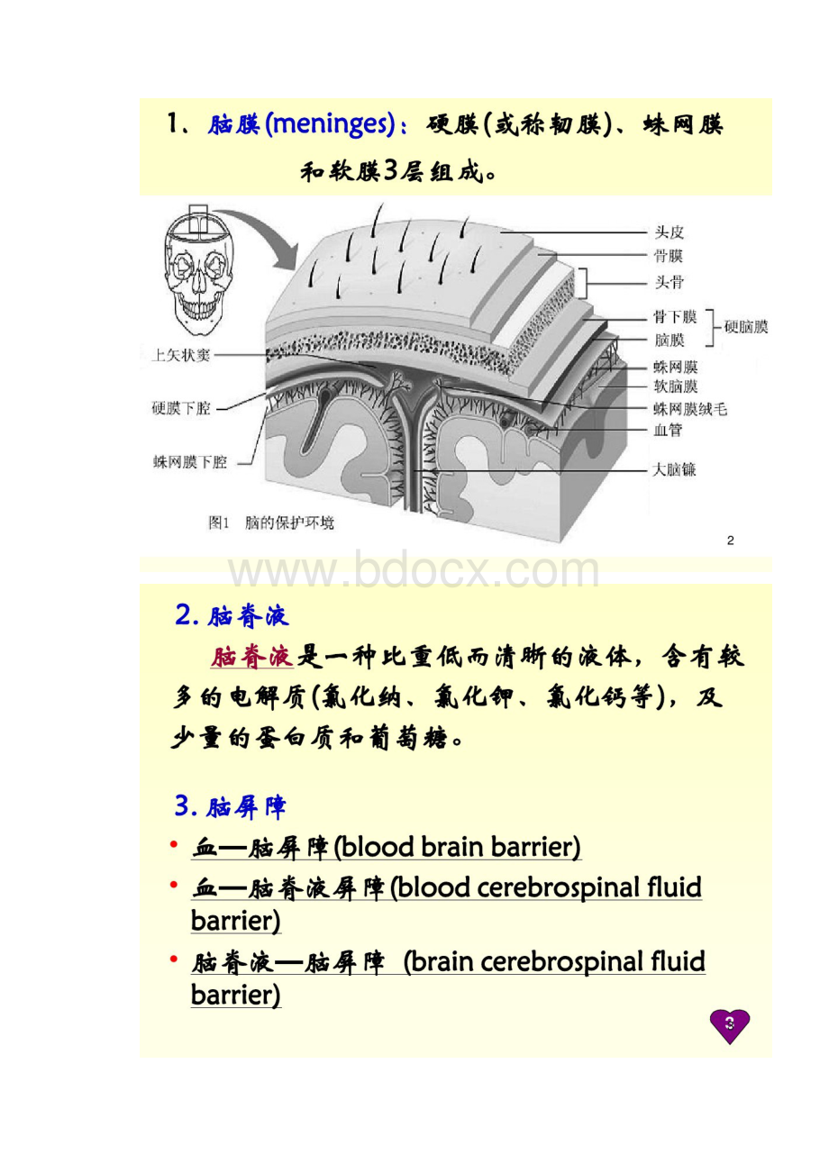 脑科学PPT课件.docx_第2页