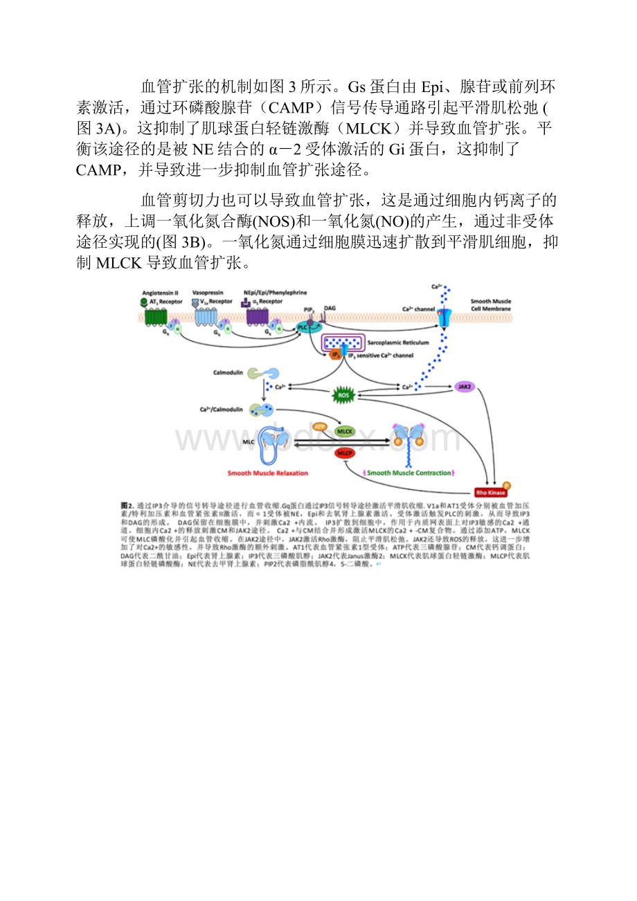 血管扩张性休克的逆转常规抢救和新型血管活性药物治疗休克的研究进展全文.docx_第3页