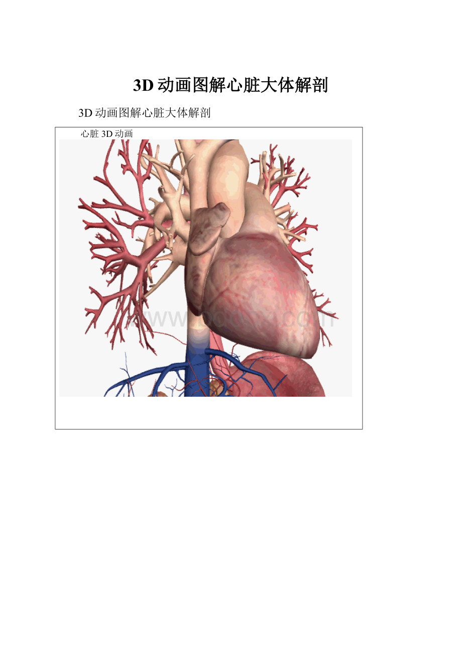 3D动画图解心脏大体解剖.docx_第1页