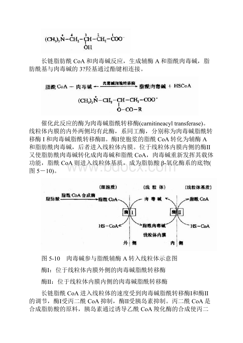 脂肪酸代谢.docx_第2页