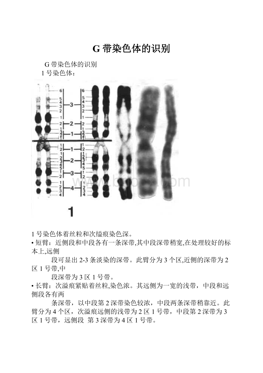 G带染色体的识别.docx