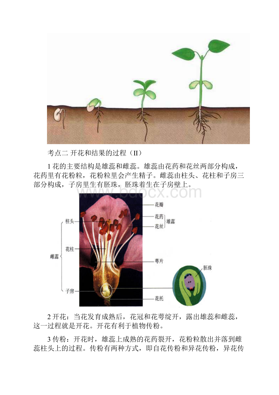 主题四 生物圈中的绿色植物考点分析+例题.docx_第3页