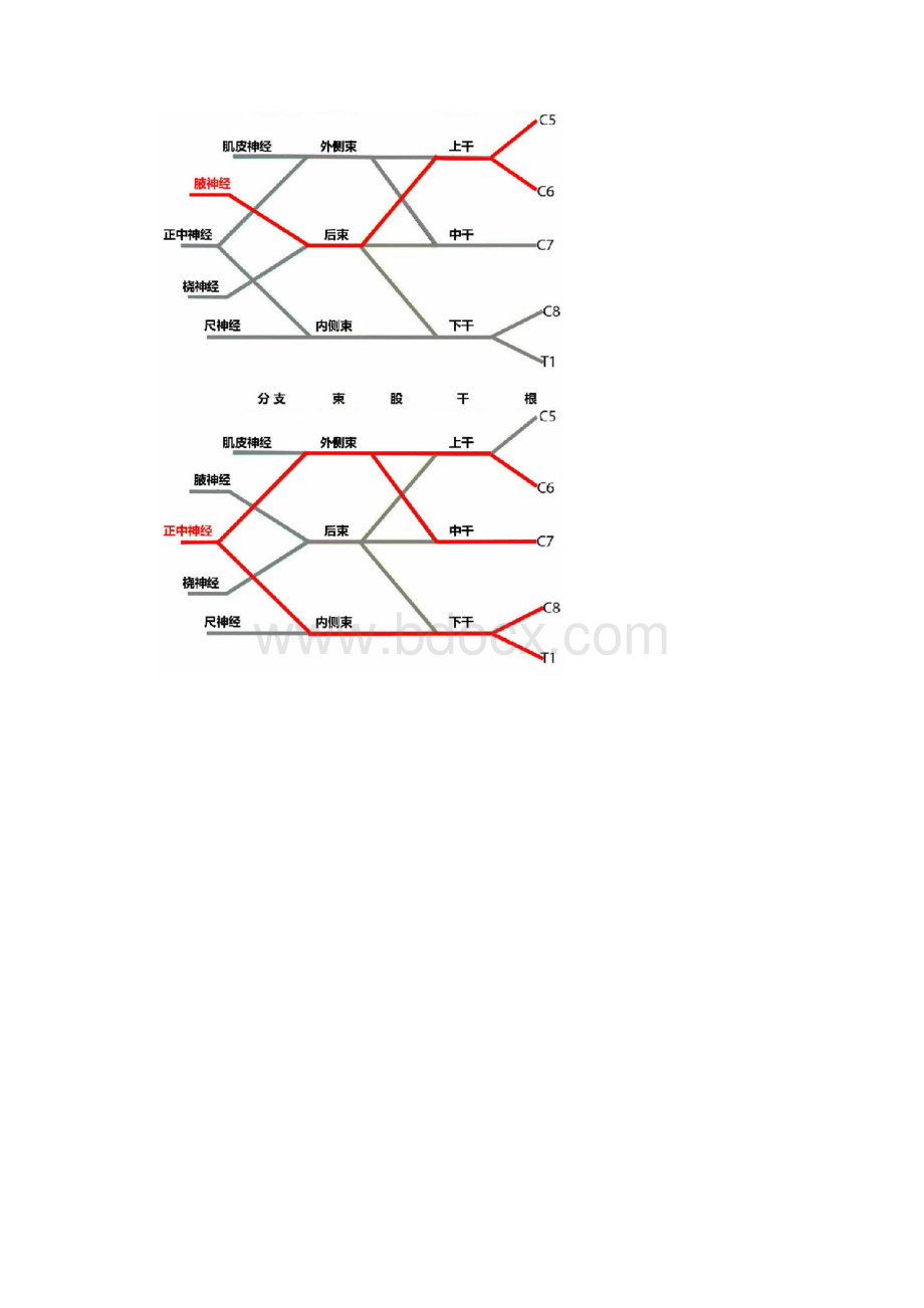 李哲解剖臂丛的线条图解总结教学提纲.docx_第3页