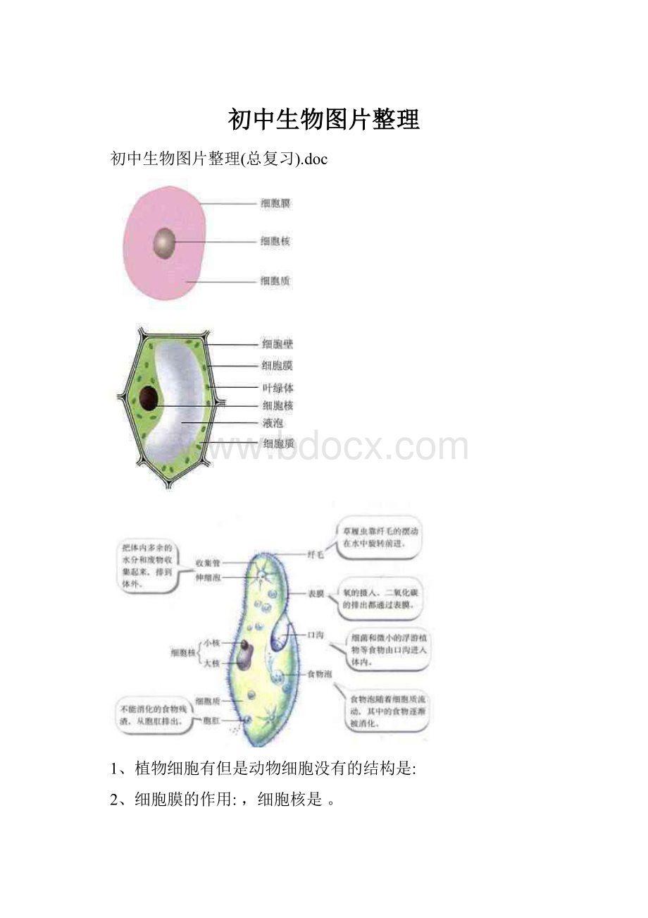 初中生物图片整理.docx