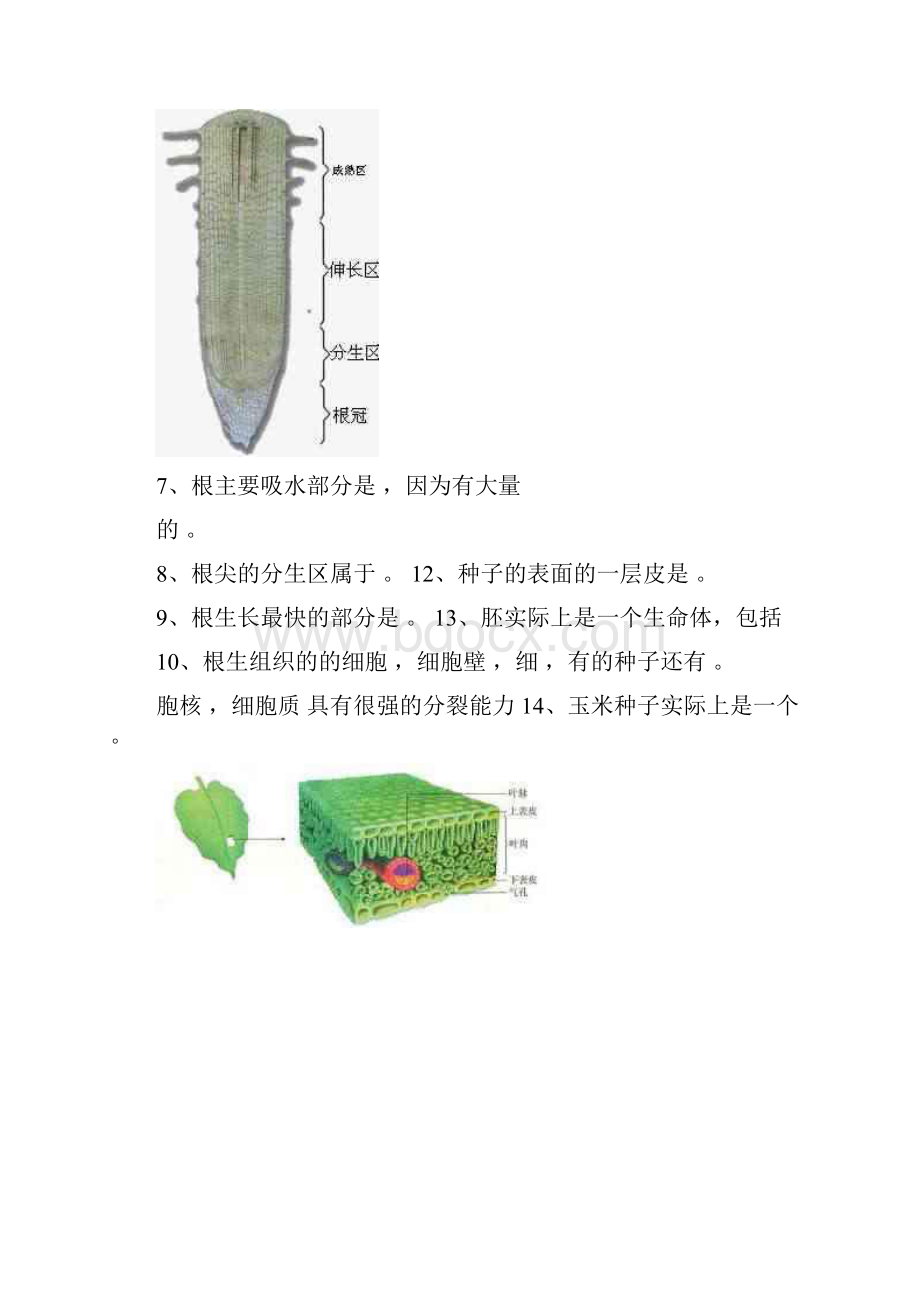 初中生物图片整理.docx_第3页