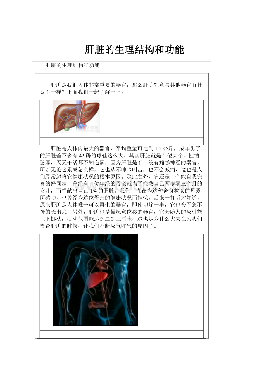 肝脏的生理结构和功能.docx