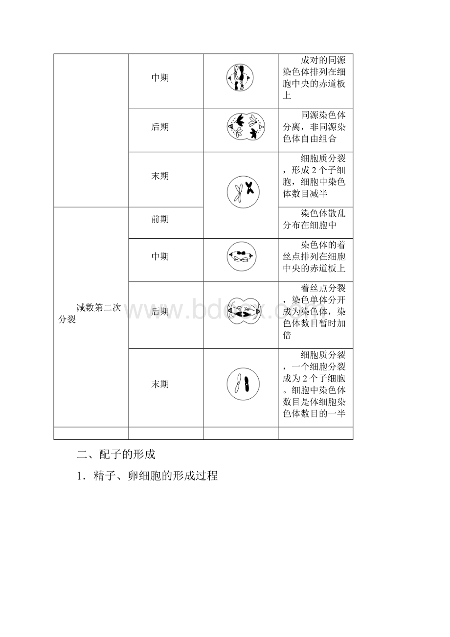 高考生物一轮复习第四单元细胞的生命历程第二讲减数分裂和受精作用学案新人教版.docx_第2页