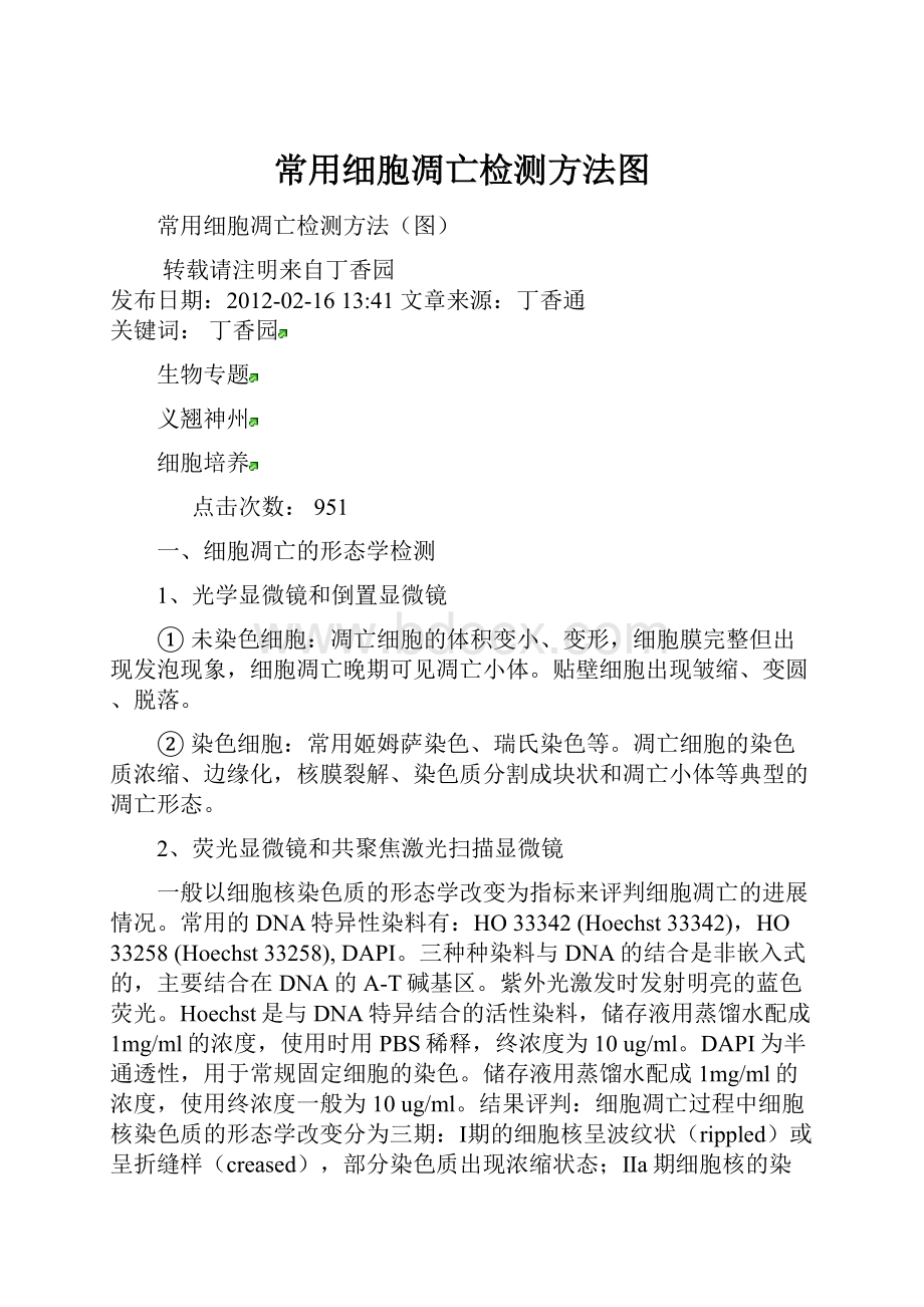 常用细胞凋亡检测方法图.docx_第1页