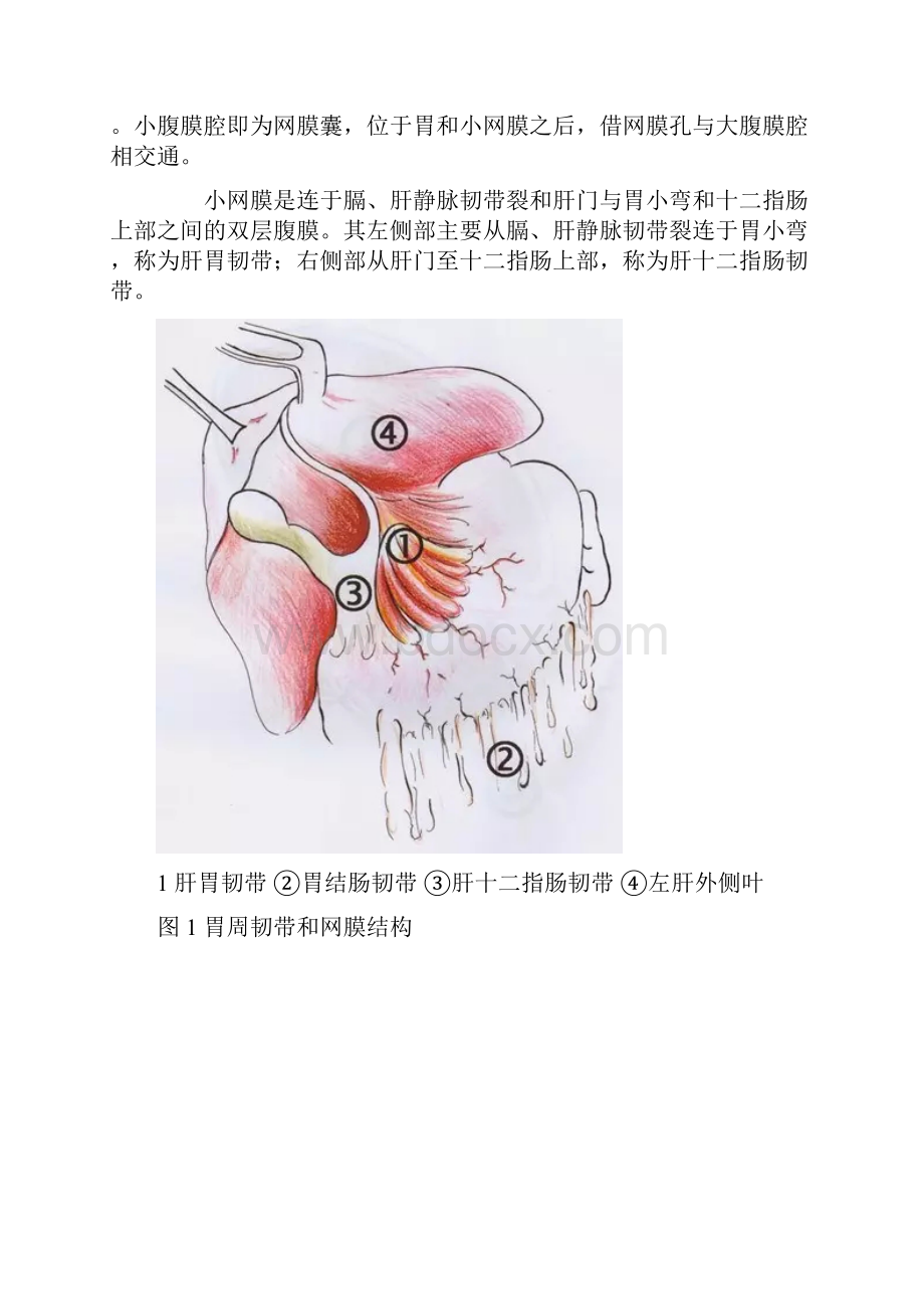 最新手术图解胃癌根治术一胃的毗邻和腹膜汇总资料.docx_第2页