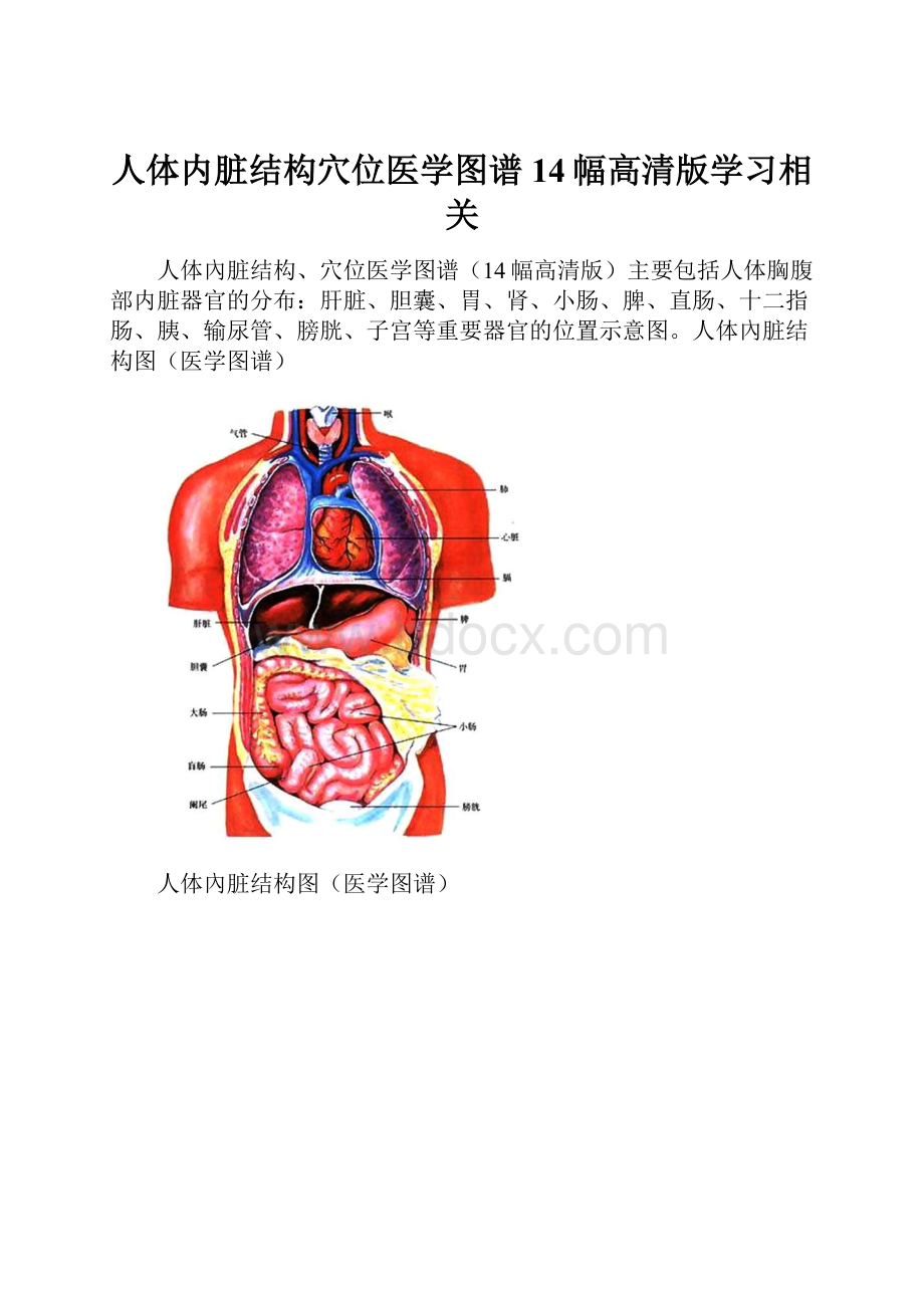 人体内脏结构穴位医学图谱14幅高清版学习相关.docx