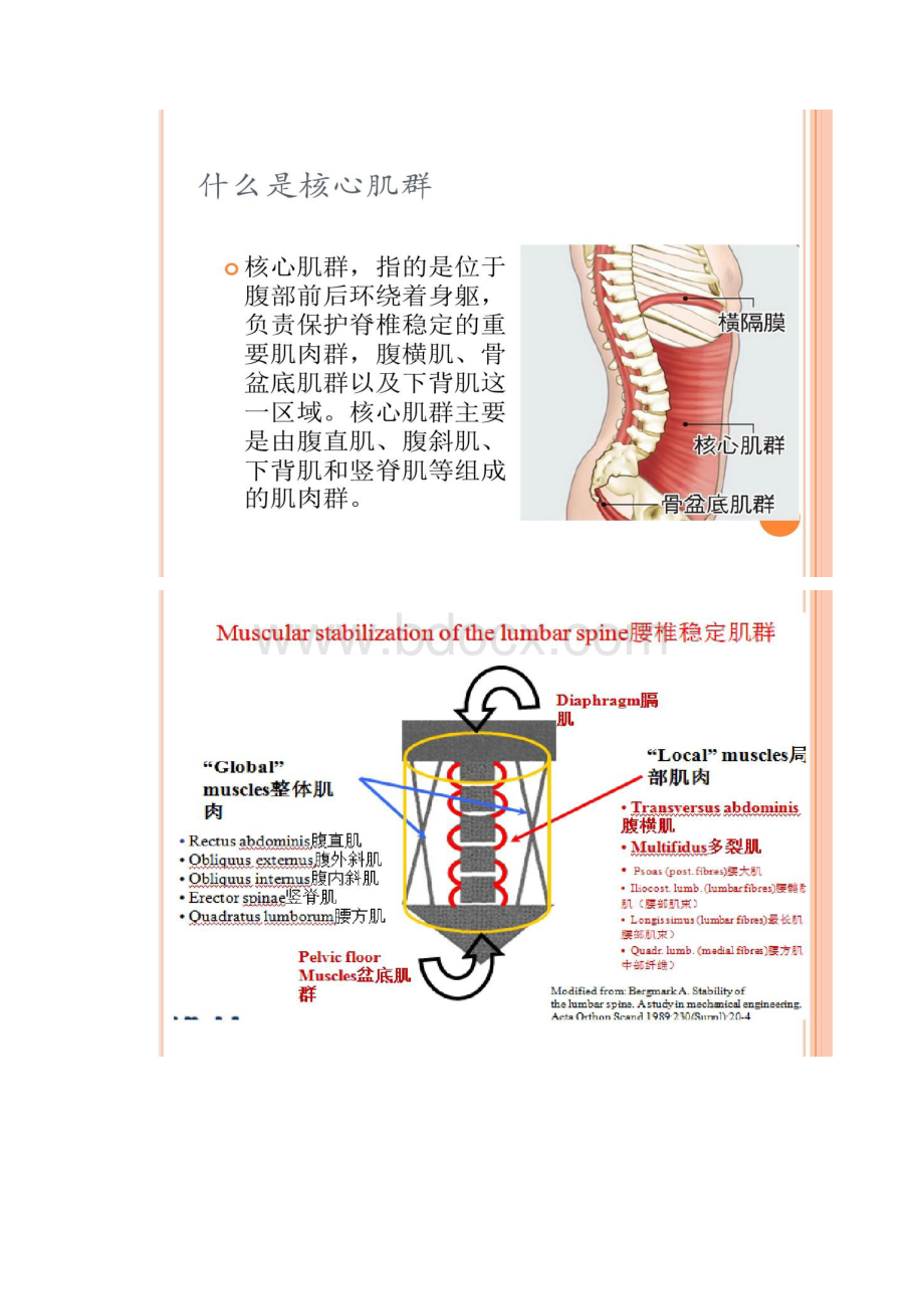 核心肌群与腰背痛汇总.docx_第2页