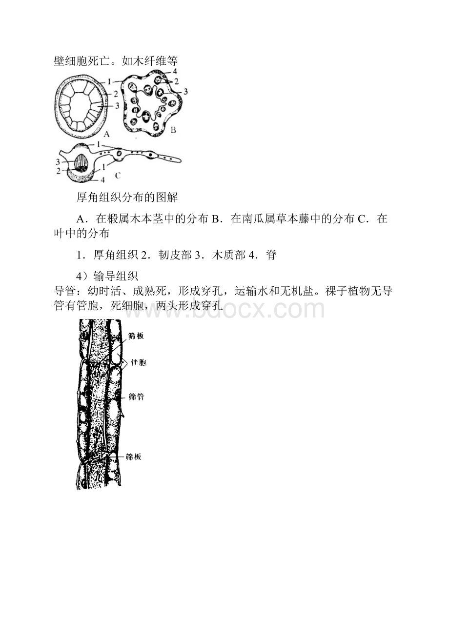 植物形态解剖教案.docx_第2页