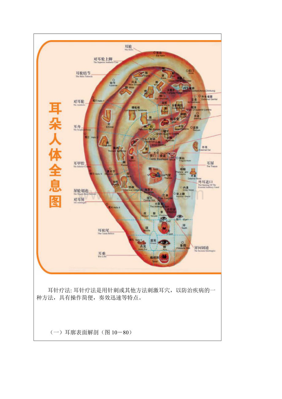 耳部穴位反射图.docx_第2页