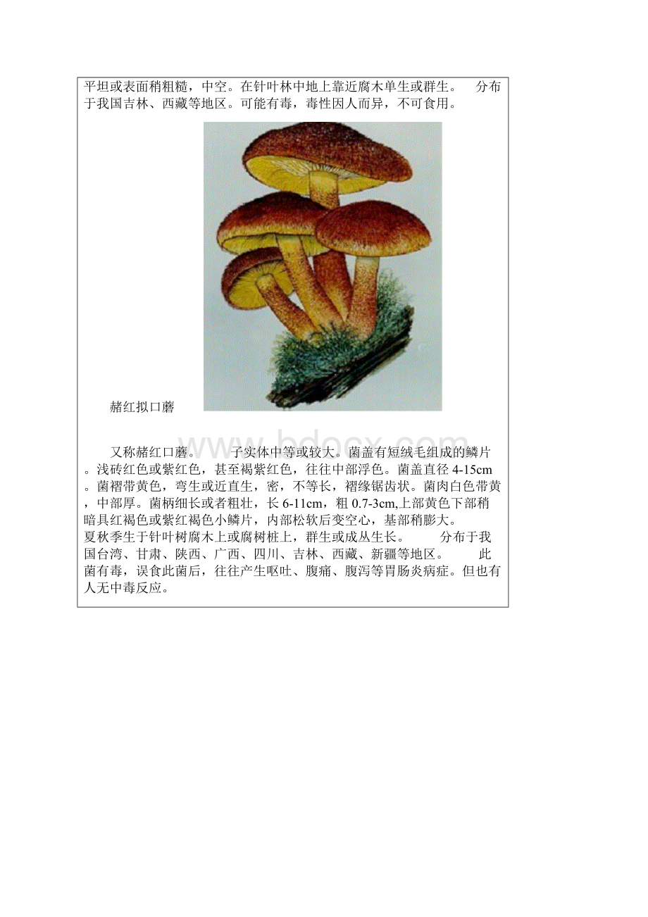 毒蘑菇大全图文.docx_第2页