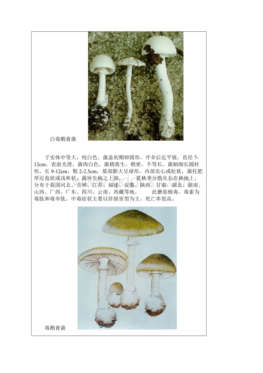 毒蘑菇大全图文.docx_第3页