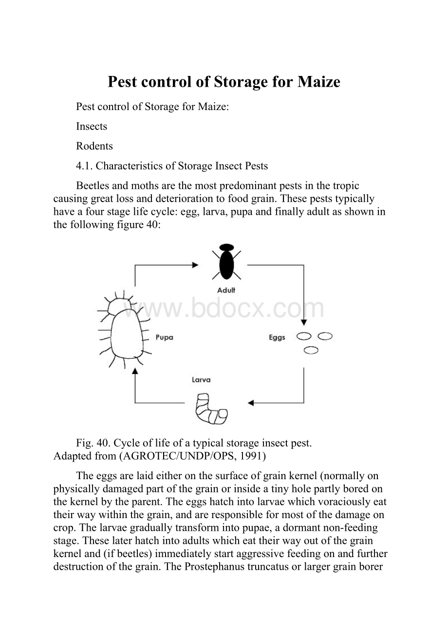 Pest control of Storage for Maize.docx_第1页