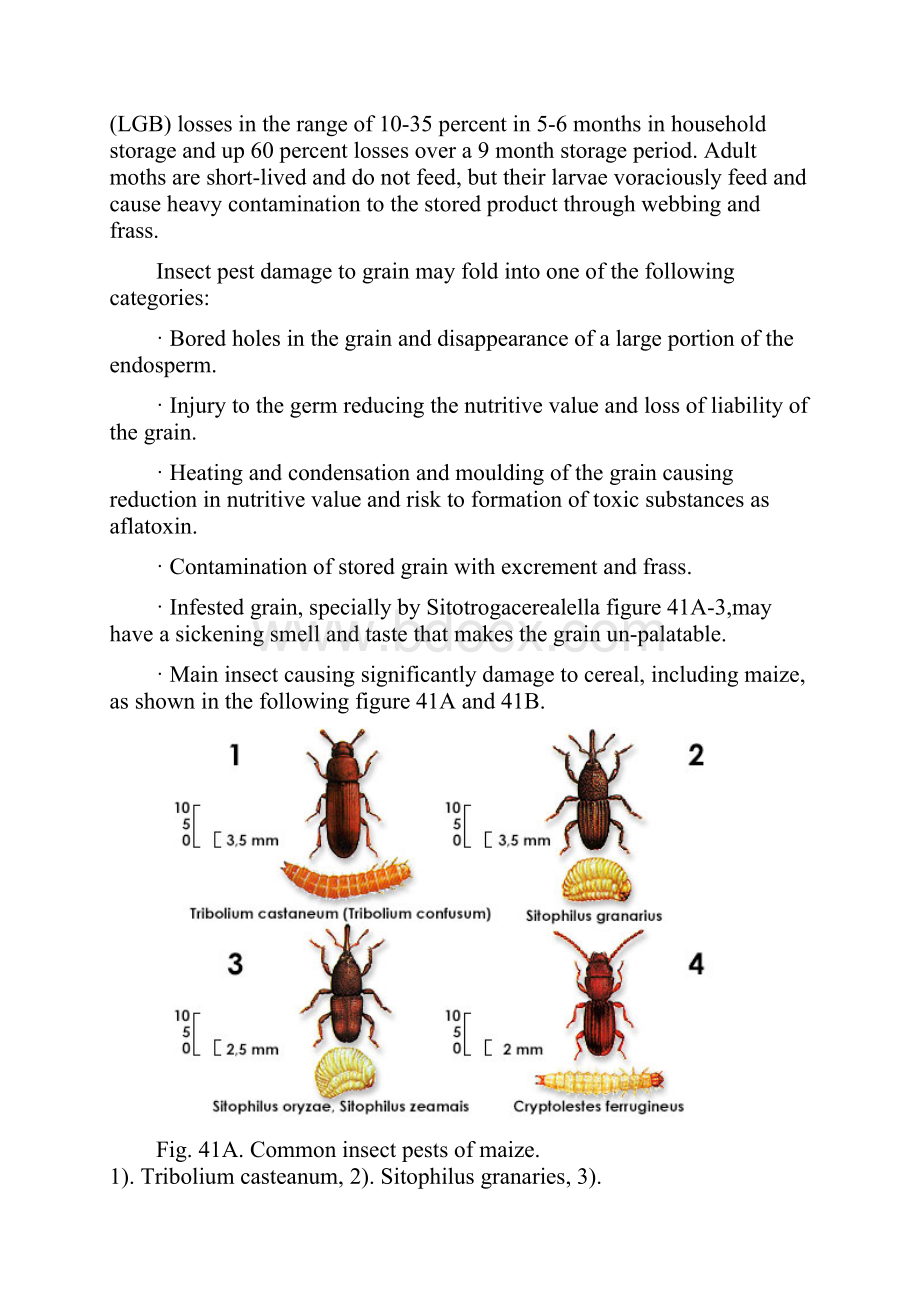 Pest control of Storage for Maize.docx_第2页