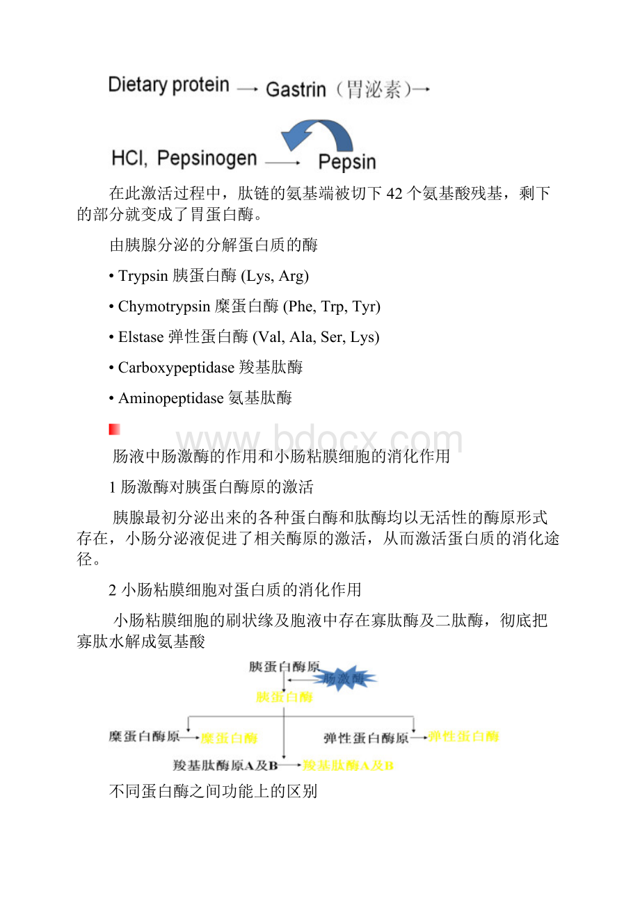 氨基酸氧化.docx_第2页