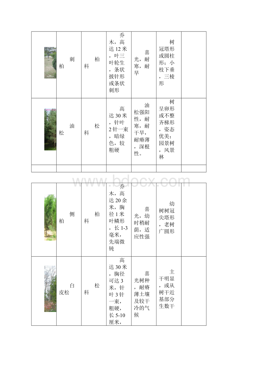 西北地区绿化植物分类图表.docx_第2页