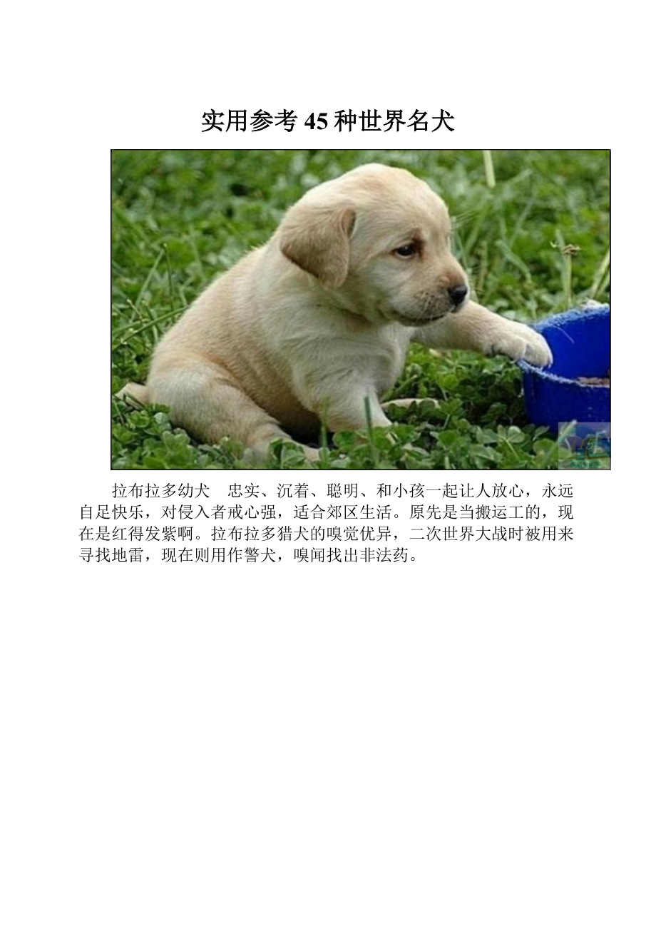 实用参考45种世界名犬.docx_第1页