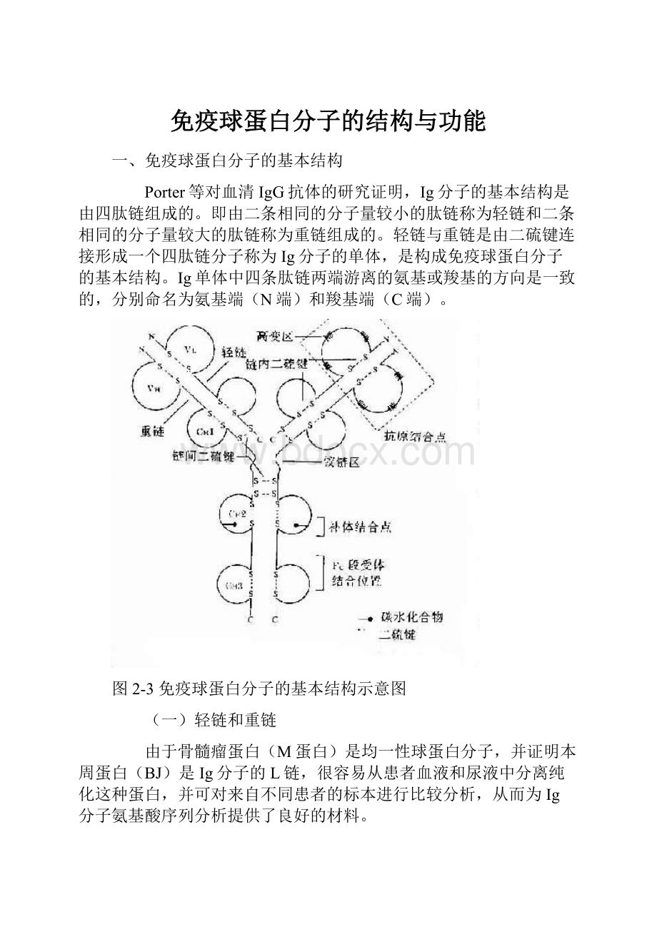 免疫球蛋白分子的结构与功能.docx