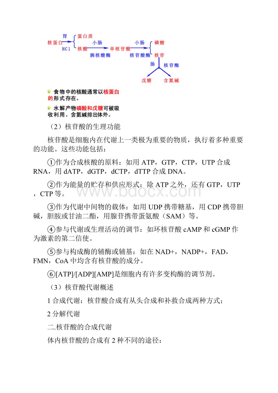 第八章核苷酸代谢.docx_第2页