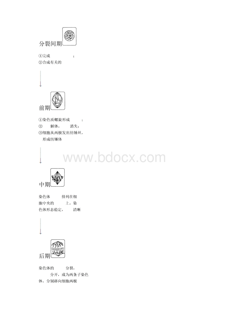 高考生物二轮练习学案第四单元细胞的增殖.docx_第2页