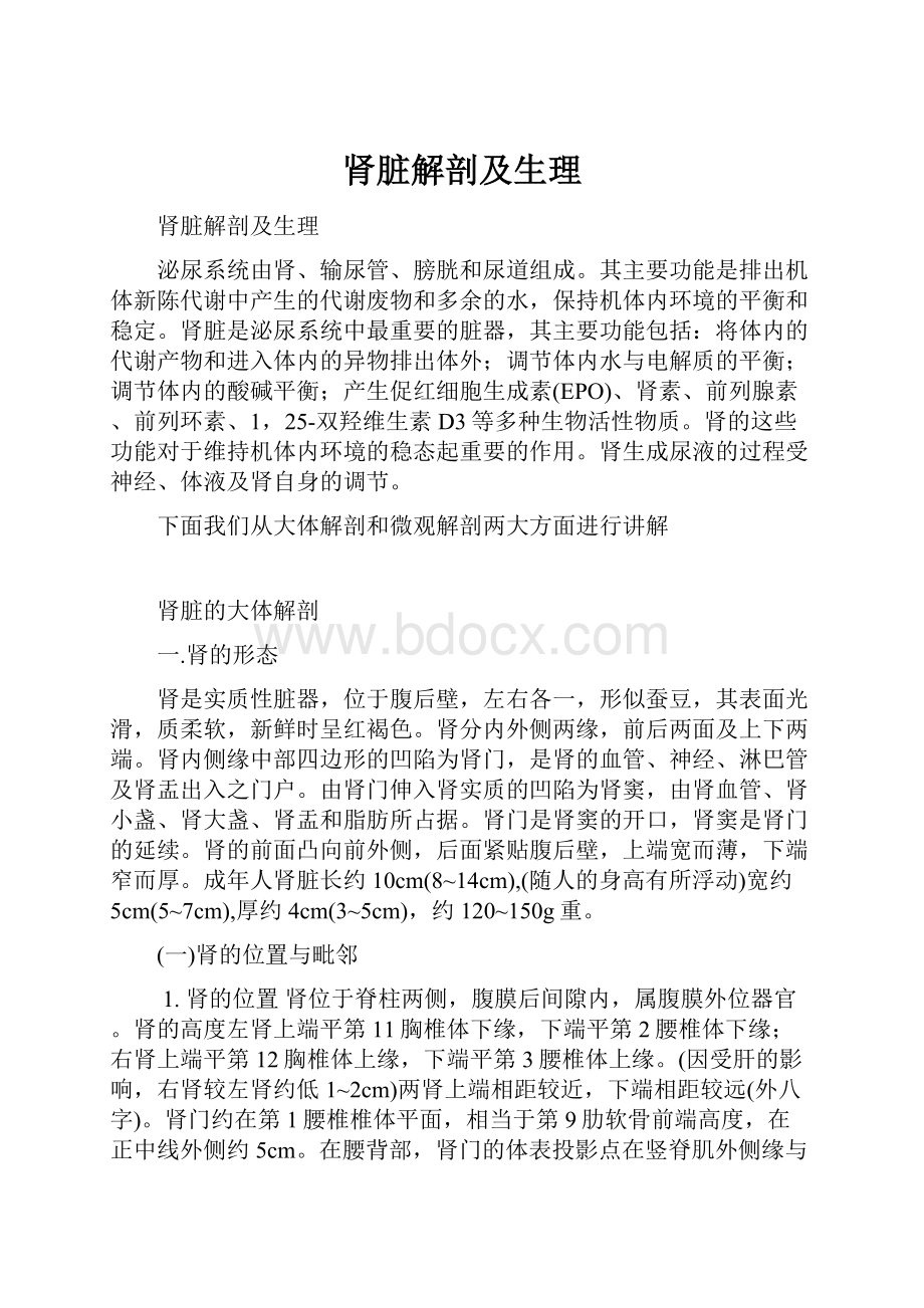 肾脏解剖及生理.docx_第1页