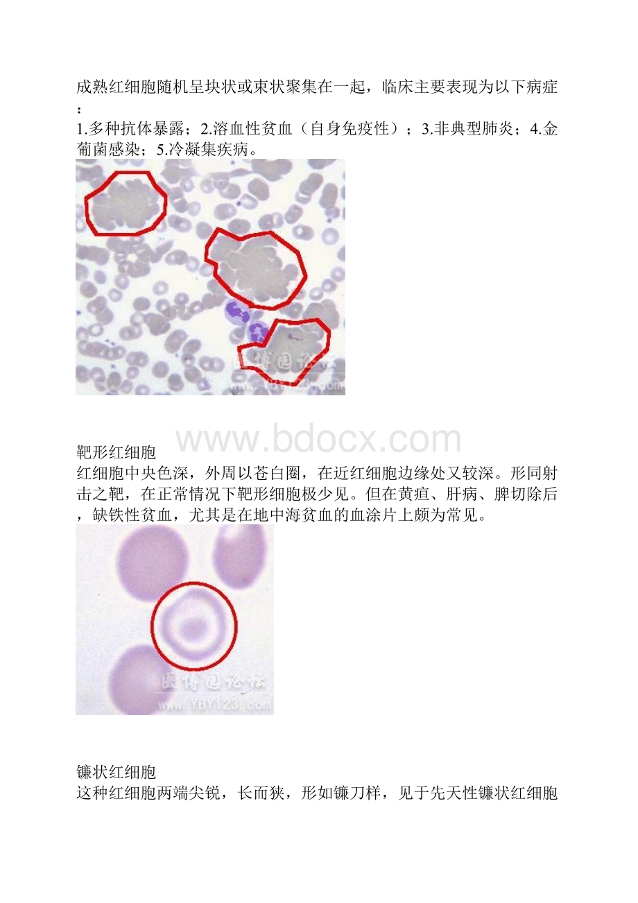 各种血细胞模式图doc.docx_第2页