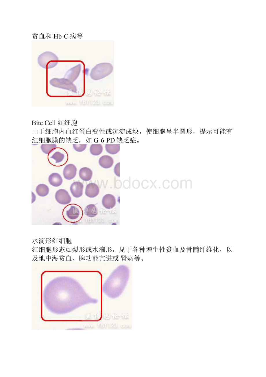 各种血细胞模式图doc.docx_第3页