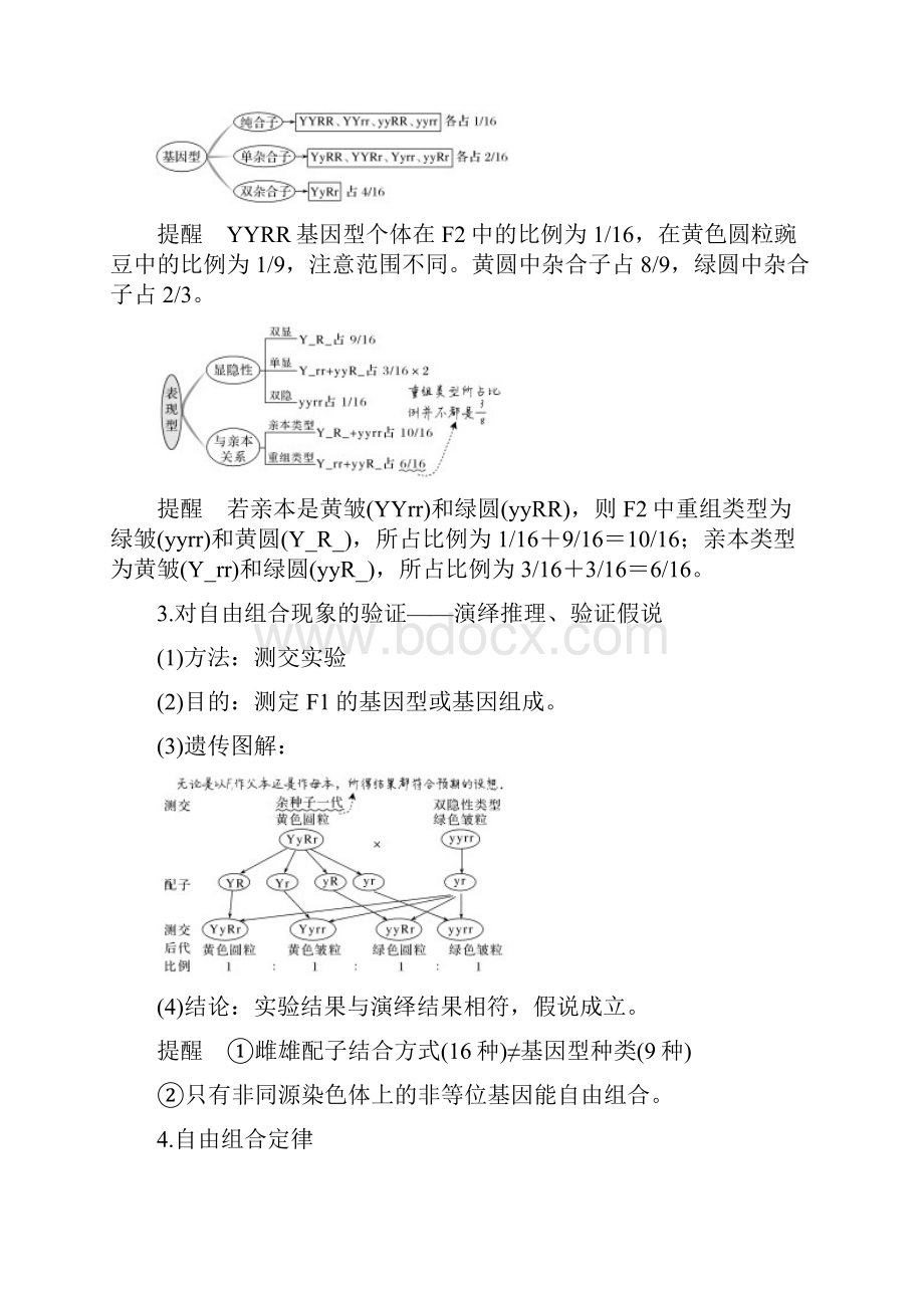 第14讲 基因的自由组合定律.docx_第3页