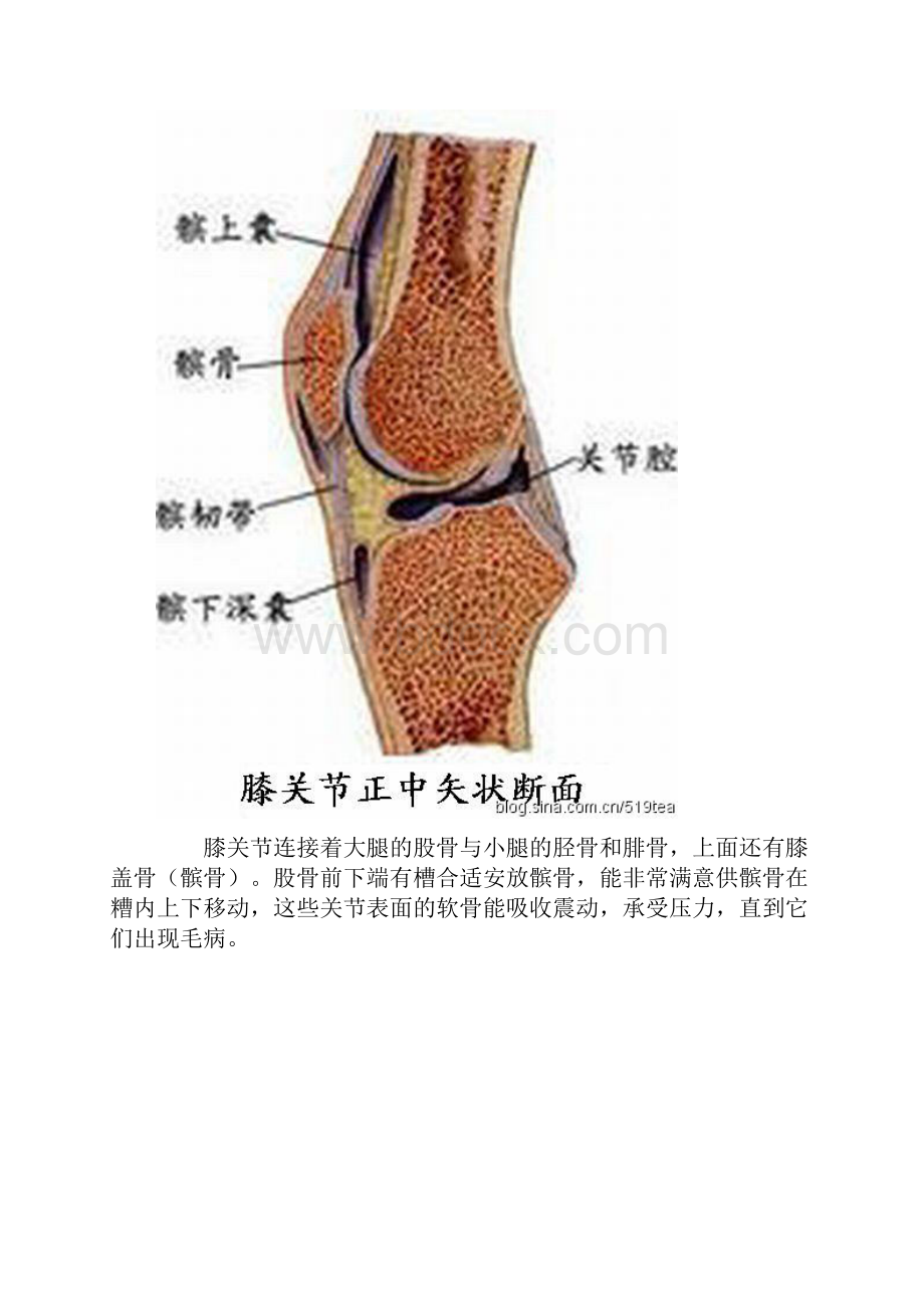 膝盖的养护膝关节病穴位按摩精编版.docx_第2页