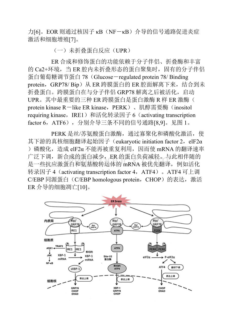 内质网应激与心房颤动全文.docx_第2页