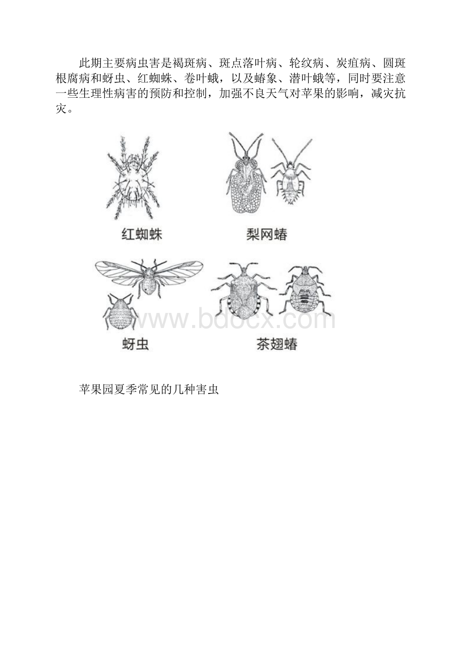 份苹果园管理技术.docx_第3页