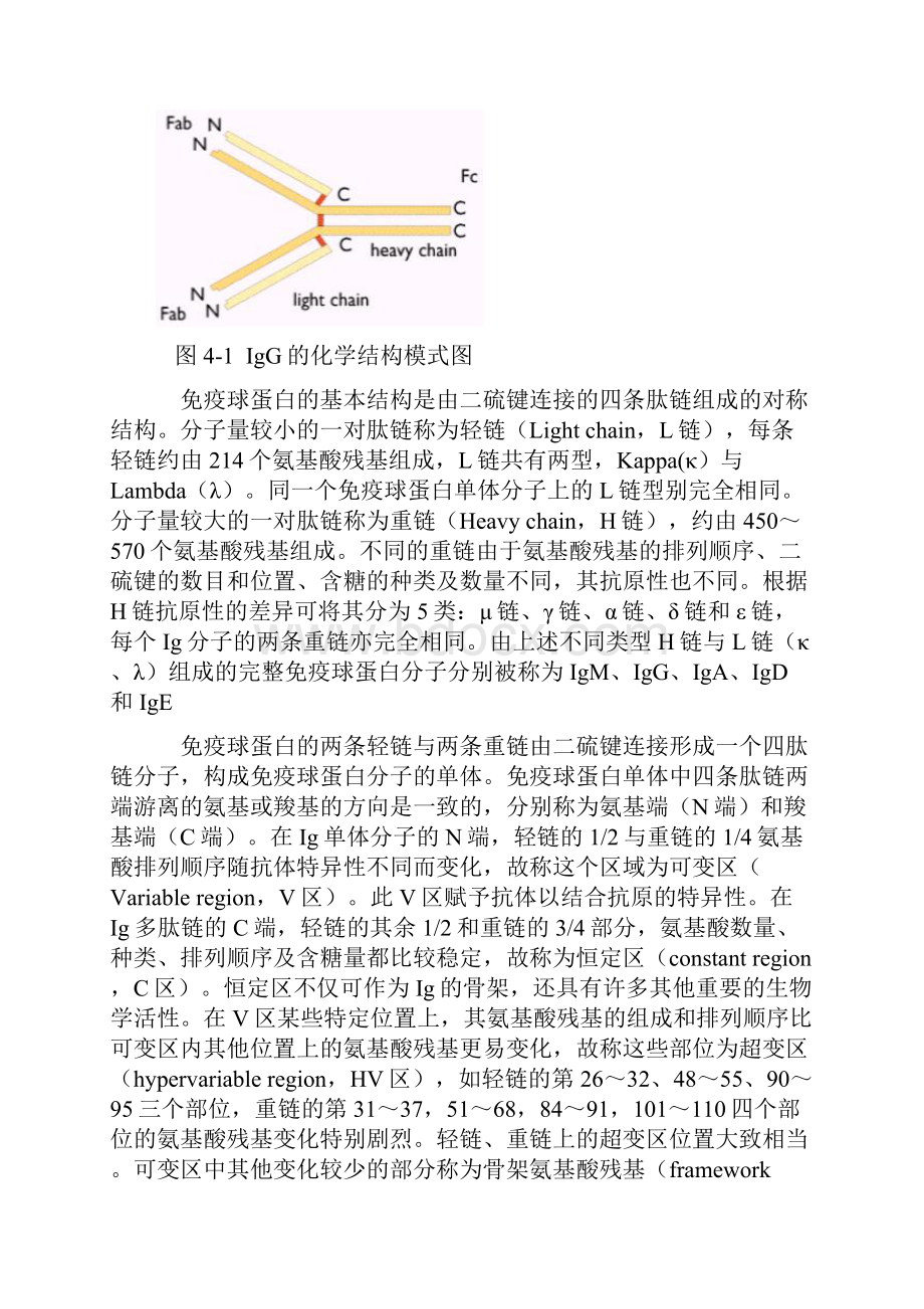 免疫球蛋白抗体.docx_第2页