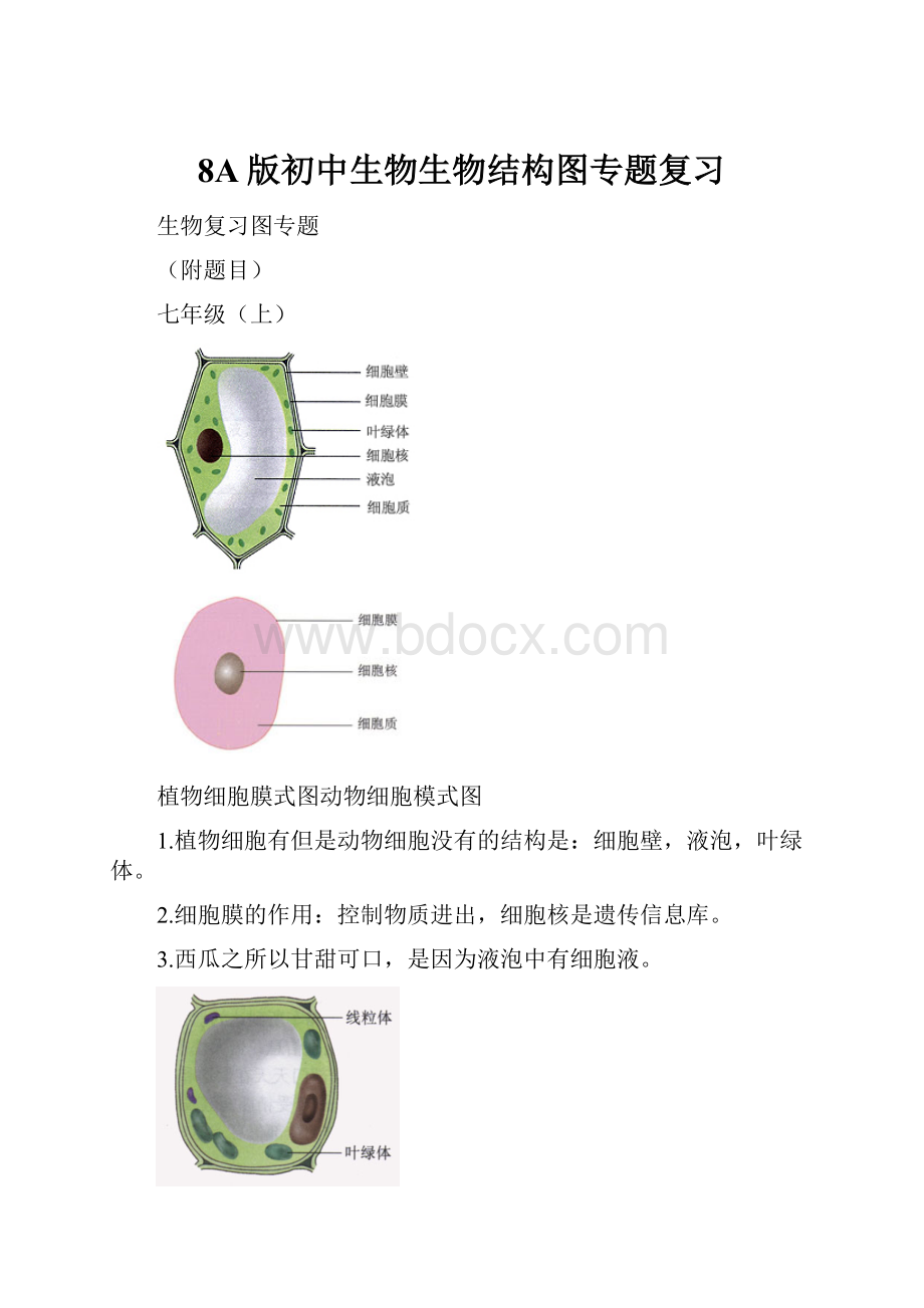 8A版初中生物生物结构图专题复习.docx