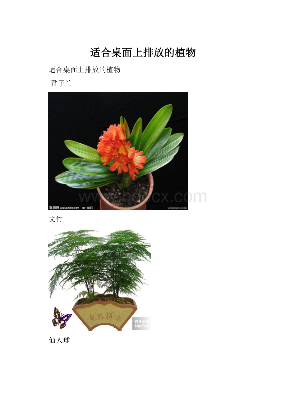 适合桌面上排放的植物.docx_第1页