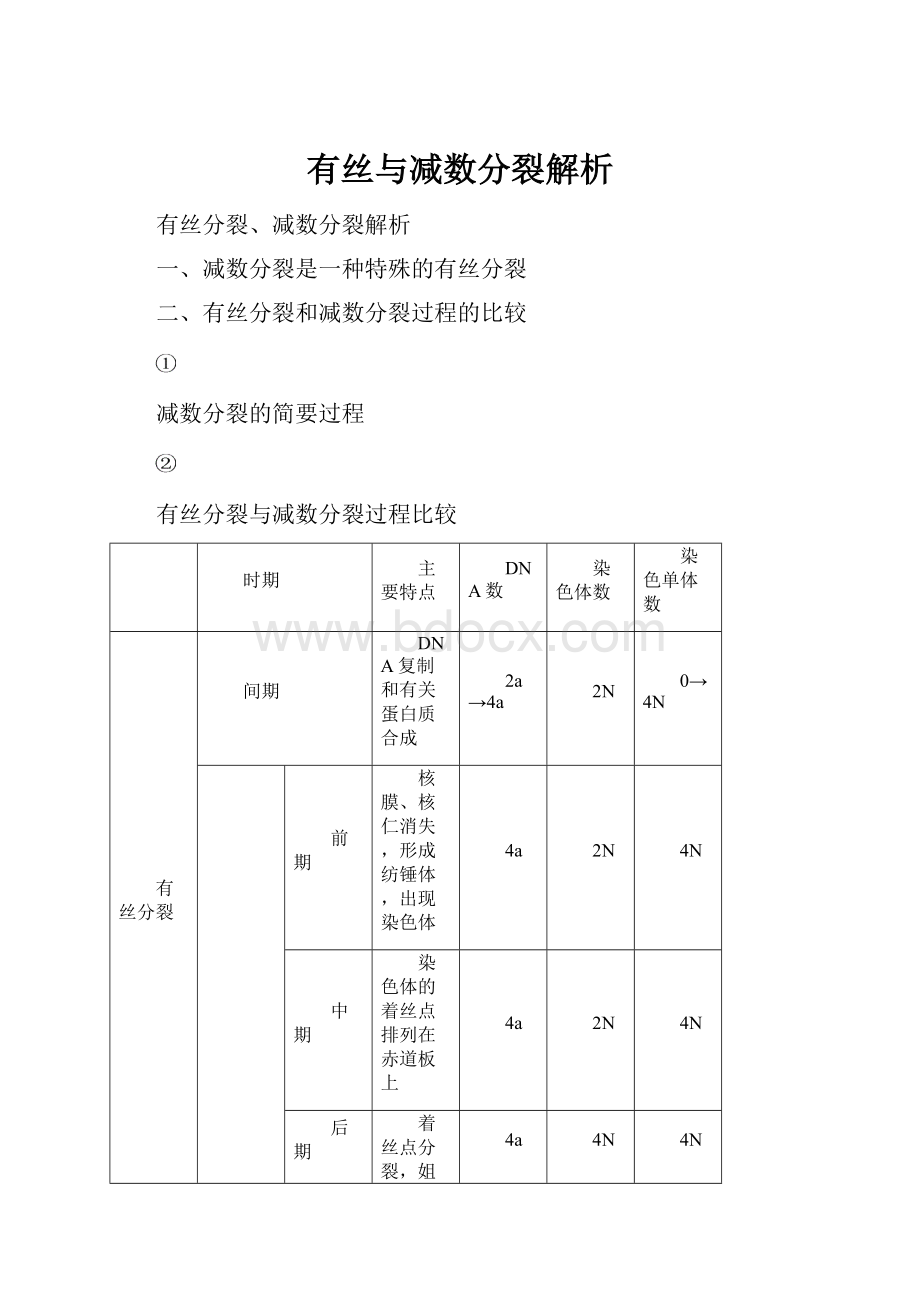 有丝与减数分裂解析.docx